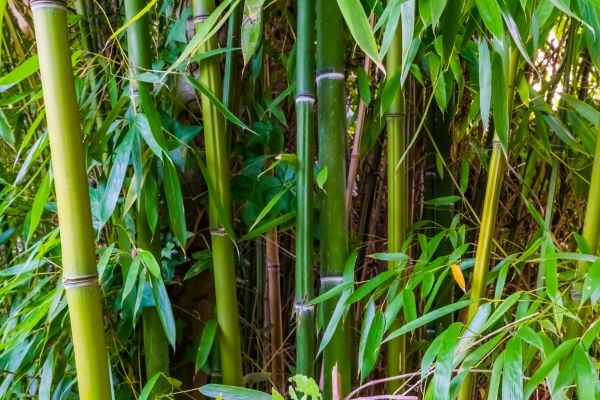 Bamboo Trimming in Reading