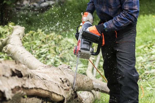 Branch Removal Service in Reading