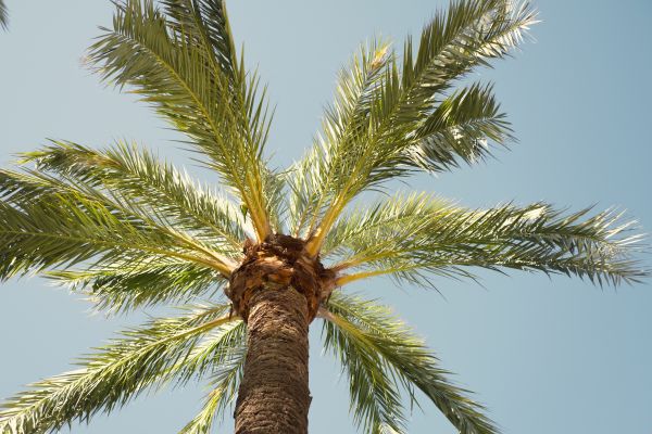 Palm Tree Pruning in Reading