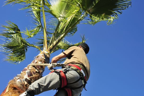 Palm Tree Trimming in Reading