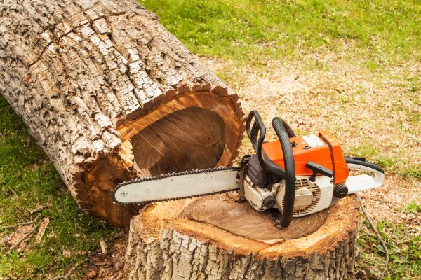 Tree Cutting Service in Reading