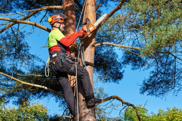 Tree Service in Reading
