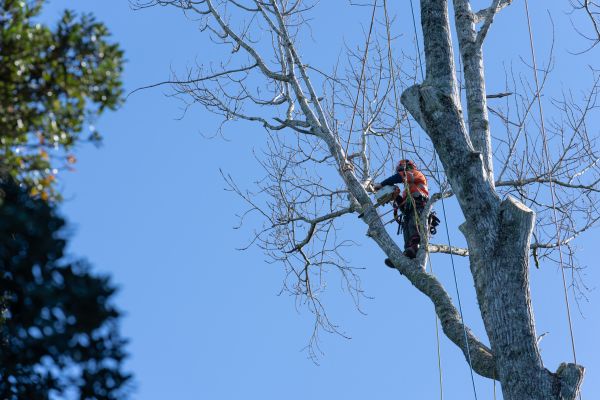 Tree Topping Service in Reading