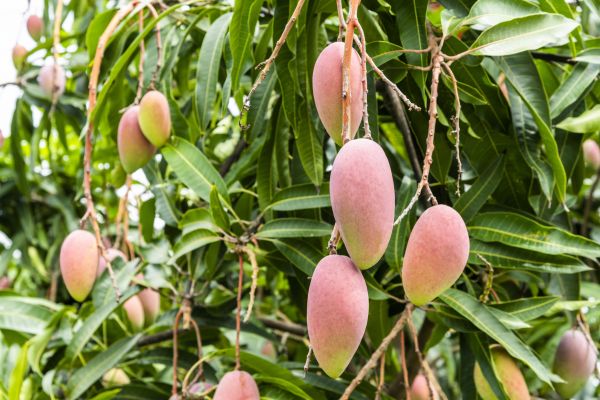 Mango Tree Trimming in Reading