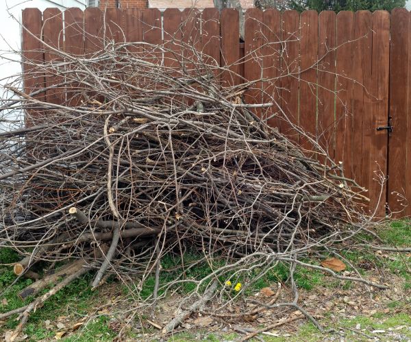 Dead Branch Removal in Reading