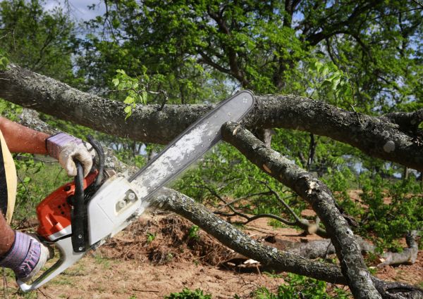 Tree Branch Cutting in Reading