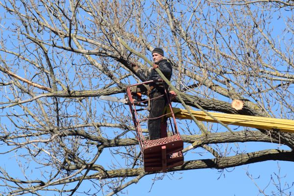 Emergency Tree Trimming in Reading