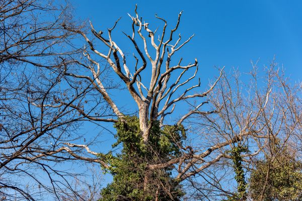 Deadwood Removal in Reading