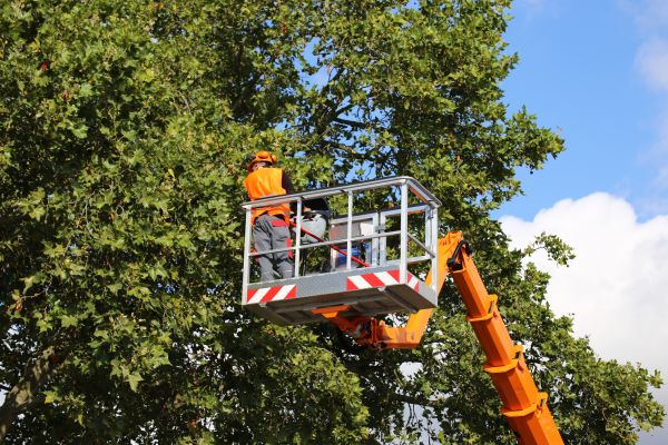Commercial Tree Service in Reading