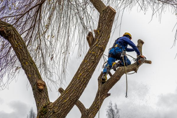 Tree Maintenance Service in Reading