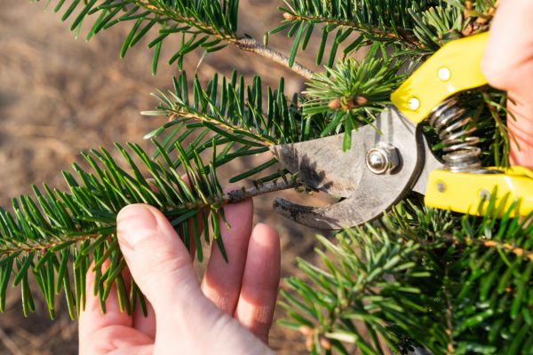 Pine Tree Pruning in Reading