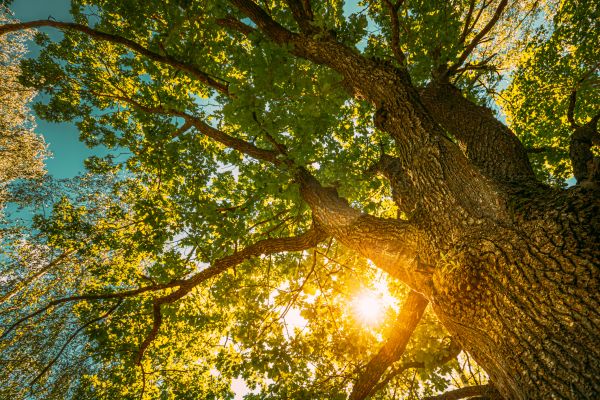 Oak Tree Pruning in Reading