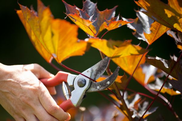 Maple Tree Pruning in Reading