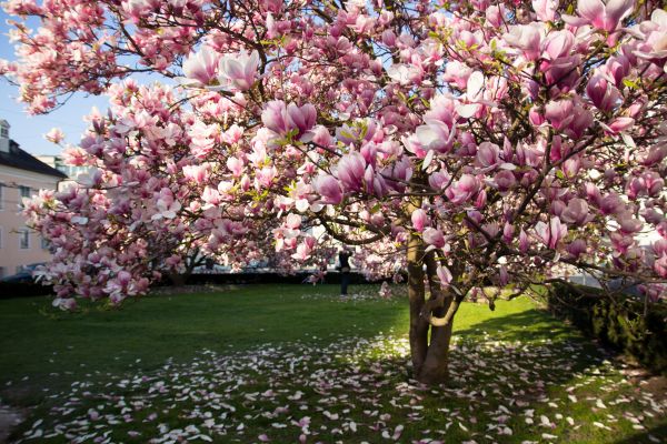 Magnolia Tree Pruning in Reading