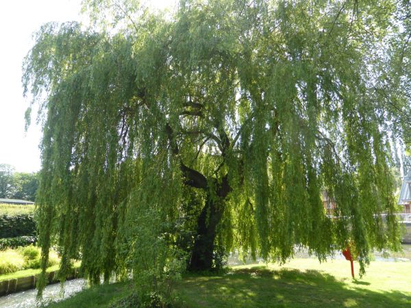 Willow Tree Trimming in Reading