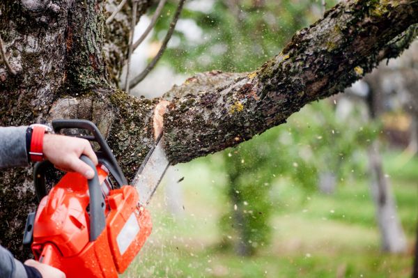 Tree Limbs Removal in Reading