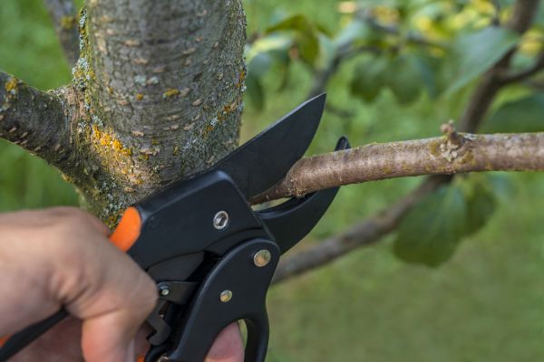 Tree Limb Cutting in Reading