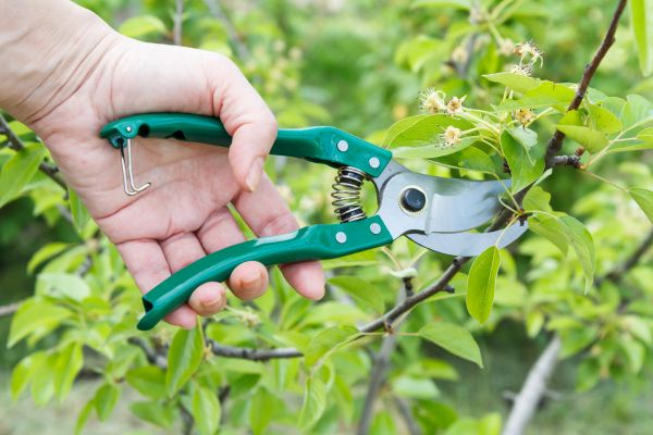 Pear Tree Pruning in Reading