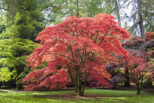 Japanese Maple Pruning in Reading