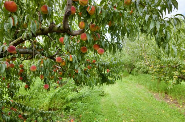 Peach Tree Pruning in Reading