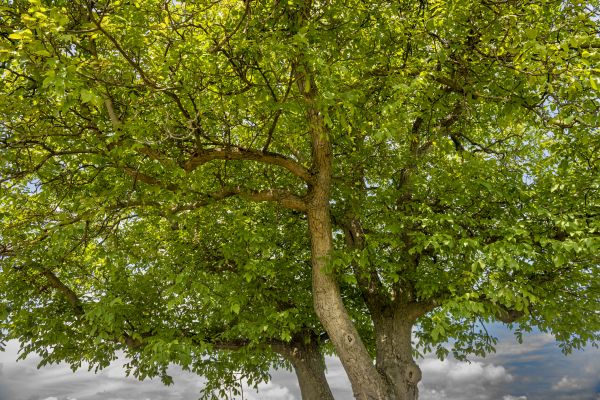 Walnut Tree Trimming in Reading
