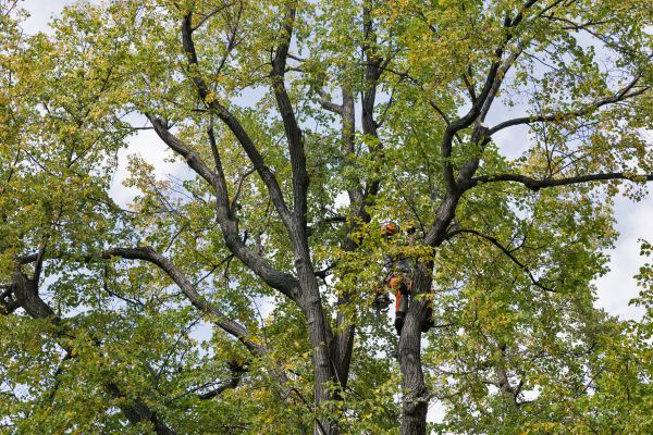 Tree Crown Shaping in Reading
