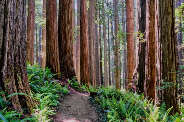 Redwood Tree Trimming in Reading