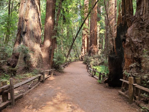 Redwood Tree Pruning in Reading