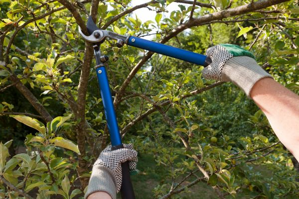 Residential Tree Pruning in Reading