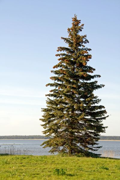 Spruce Tree Pruning in Reading