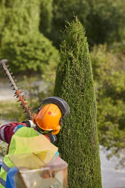 Cypress Tree Trimming in Reading