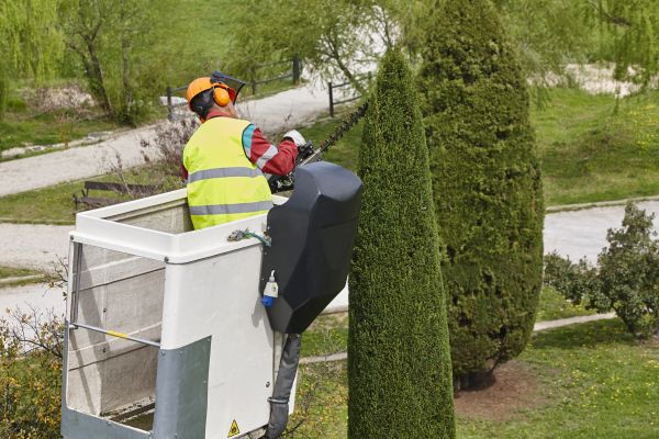Cypress Tree Pruning in Reading