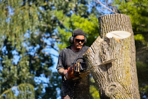 Ash Tree Pruning in Reading
