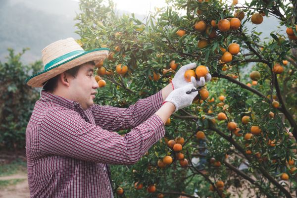 Orange Tree Pruning in Reading