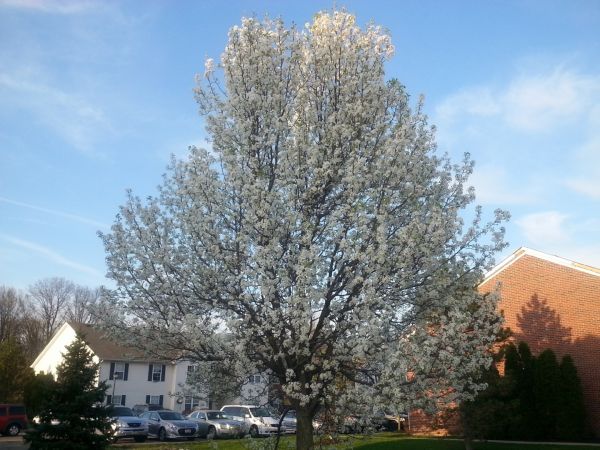 Bradford Pear Tree Pruning in Reading