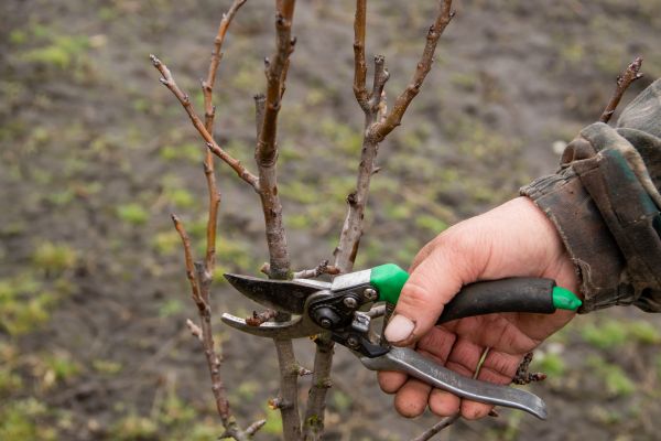 Pear Trees Pruning in Reading