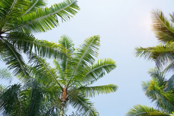 Queen Palm Tree Trimming in Reading