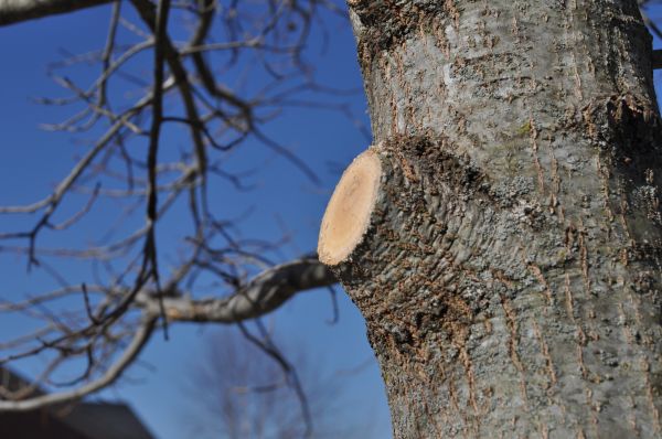Limb Pruning in Reading