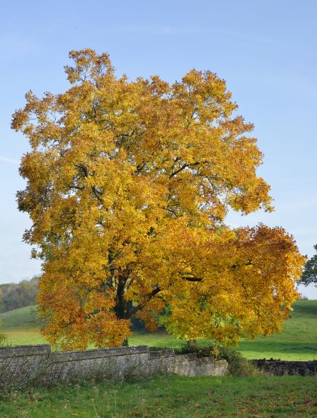 Hickory Tree Trimming in Reading