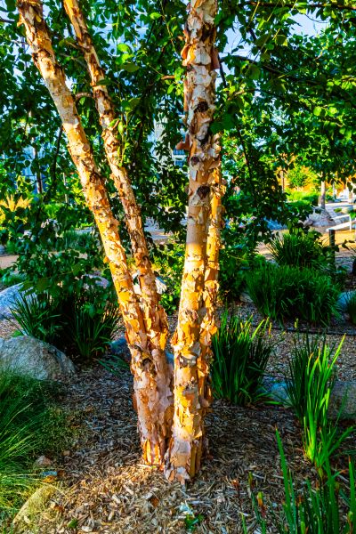 River Birch Trimming in Reading