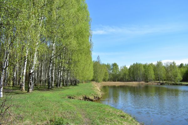 River Birch Pruning in Reading