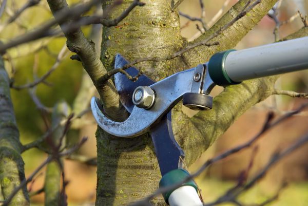 Tree Limb Trimming Service in Reading