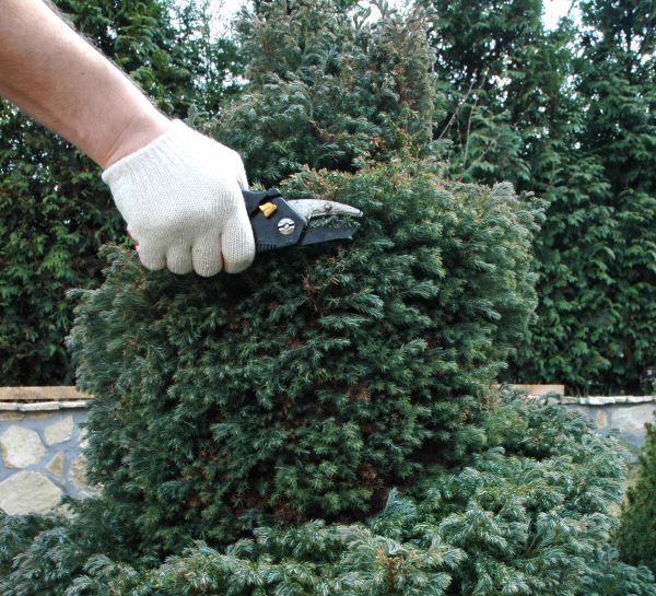 Ornamental Tree Trimming in Reading