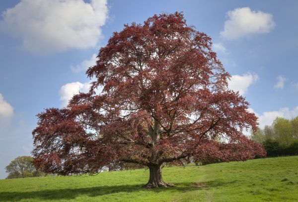 Beech Tree Pruning in Reading