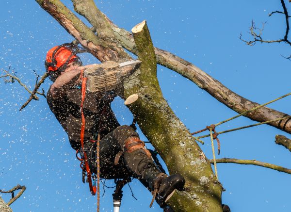 Tree Trimming Service in Reading