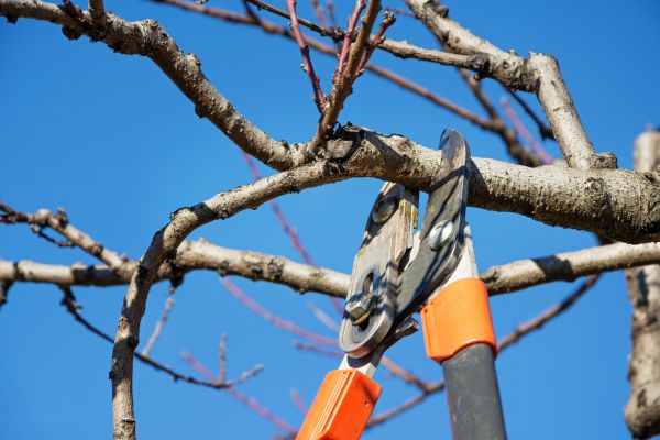 Tree Pruning in Reading