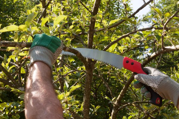 Apple Tree Trimming in Reading