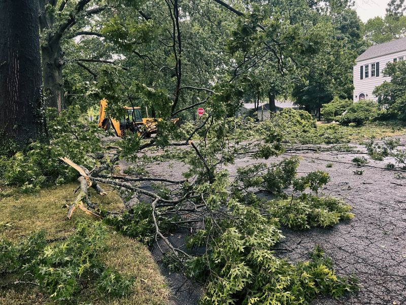 Storm Damage Trees