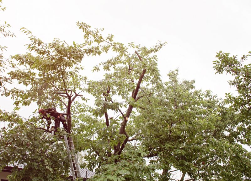 Tree Shaping Service detail